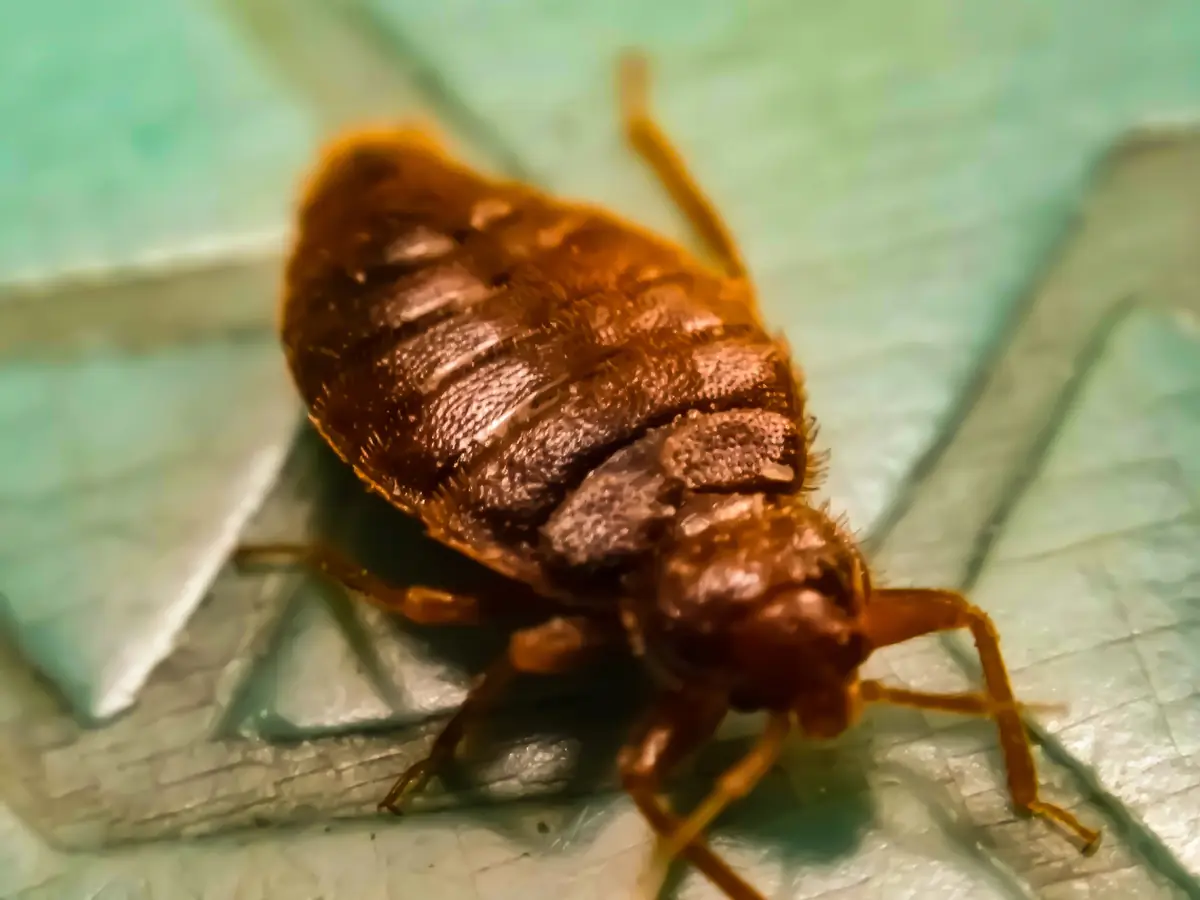 Macro d’une punaise de lit montrant ses pattes, ses antennes et les segments de l’abdomen