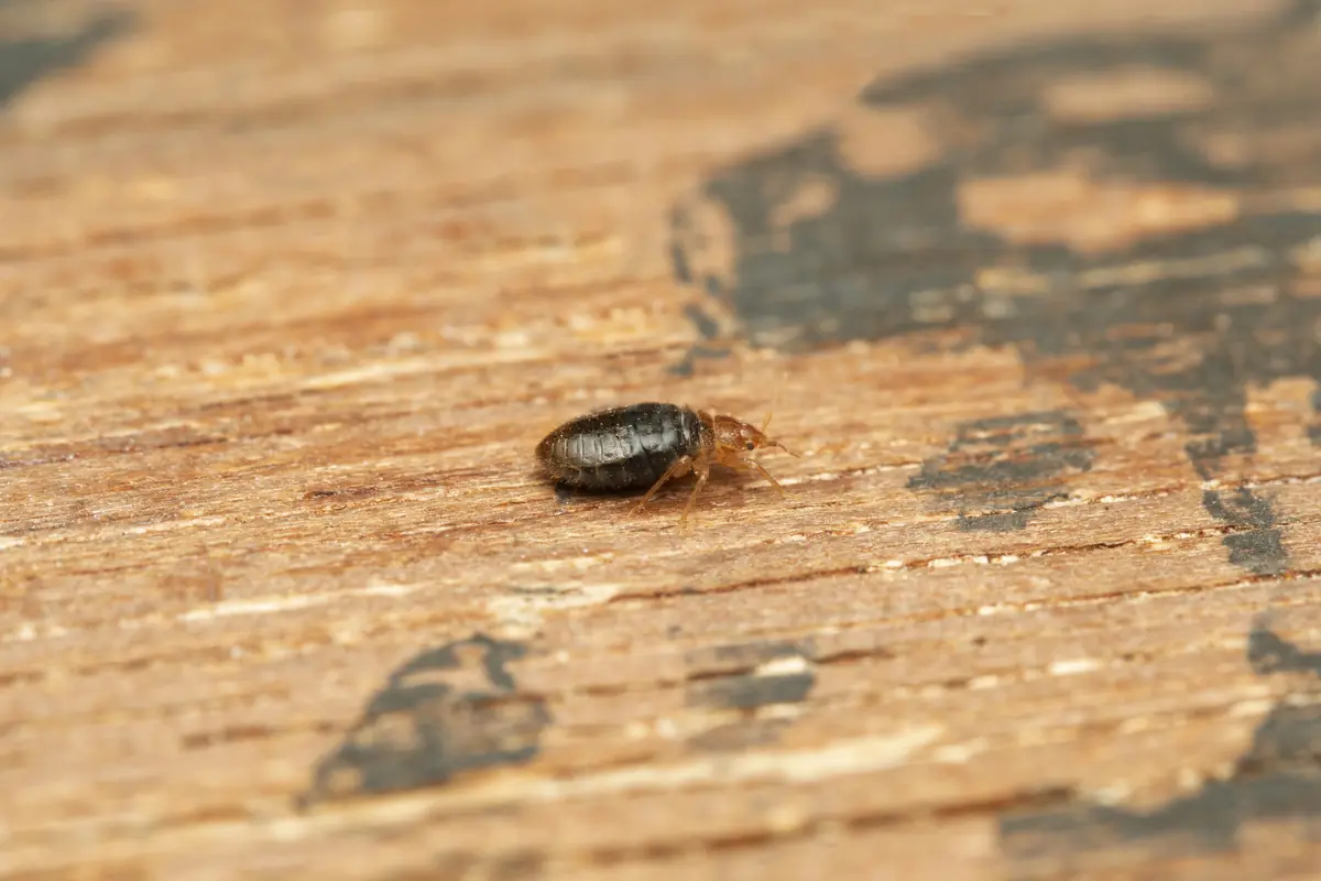 Punaise de lit sur une surface en bois
