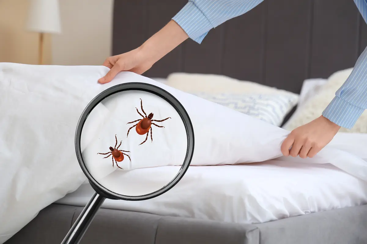 Loupe montrant deux tiques sur un drap blanc